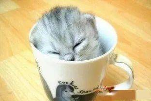 有没有茶杯猫这个品种 茶杯猫好养吗 它的价格又是多少呢