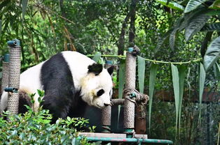 中国唯一一只金色熊猫 孟菲斯动物园熊猫登上热搜，这里的熊猫发生了什么事？ 