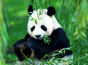 人们为什么会喜欢熊猫 