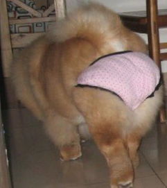 狗狗来 大姨妈 ,穿上网友自制的生理裤,总觉得哪里不太对 