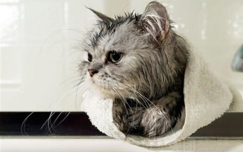 猫咪身上有伤口可以洗澡吗
