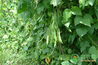 早春茬矮生菜豆栽培技术,种植皇帝豆的条件