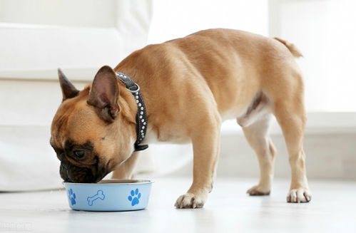 宠物托运知识 10类狗狗能吃的人类食物清单