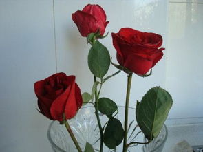 三朵玫瑰花的含义 3朵玫瑰适合送什么人