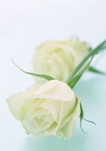 白玫瑰 白玫瑰花语大全,白玫瑰的图片,白玫瑰代表什么