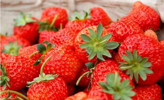 福海县大棚草莓二月红 农户增收笑开颜