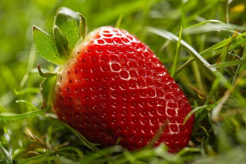 草莓种植技术与管理,草莓种植时间和方法