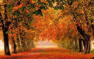 关于秋天的诗句有哪个