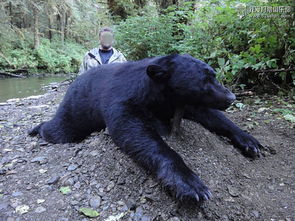 阿拉斯加豪华游艇棕熊与黑熊狩猎行程详细介绍