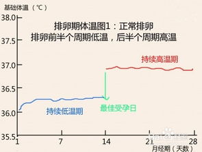 排卵期体温变化