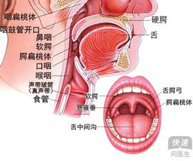 扁桃体炎咽喉炎的症状有哪些