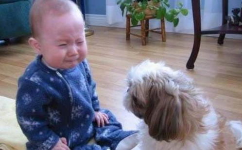 宝宝咬了狗狗的尾巴,接下来狗狗的举动,看一次笑一次