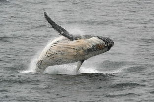 捕鲸要求遭否决 日本又威胁 退群
