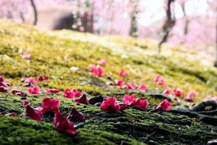 梦见花落了一地(梦见花落满地)