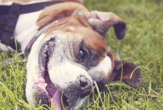 养狗的技巧 为什么狗喜欢在草地上打滚 可能生病啦
