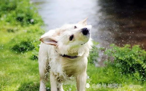 中华田园犬真的 土 吗 知晓家犬的四个优点,你就不会嫌弃它了