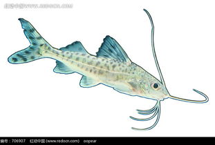 一条蓝色长胡须的鱼图片免费下载 红动网 