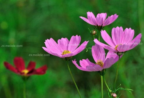 格桑花的性格 