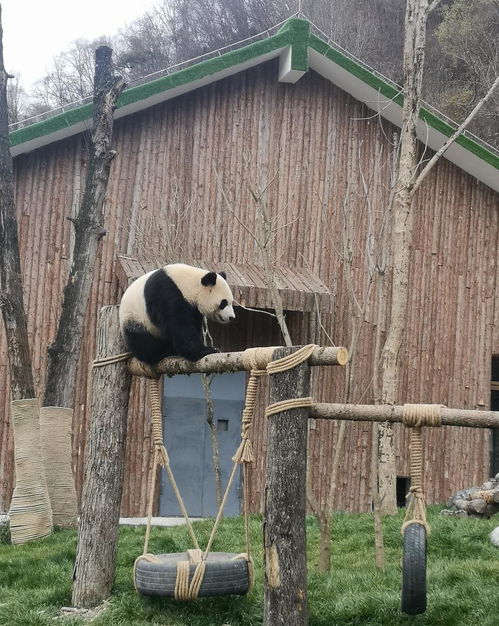 焦人 大熊猫爬树上玩3小时, 奶爸 千呼万唤就是不下来 