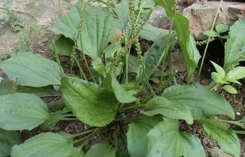 叶子宽大的 野草 ,被叫做 车前草 ,在5月份能开花,少见 植物 