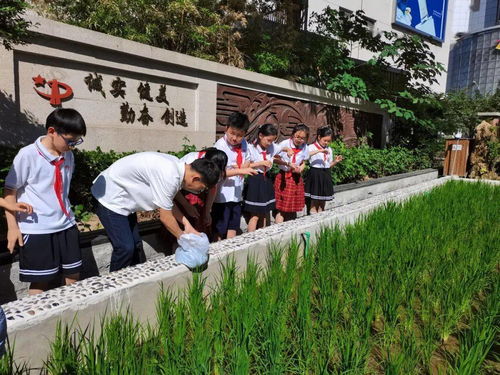 夏日稻田蟹脚忙 和平区这所小学竟有一个稻蟹共生池