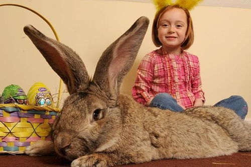 世界上最大只的兔子,每天要吃大量食物,一年要吃掉两万多