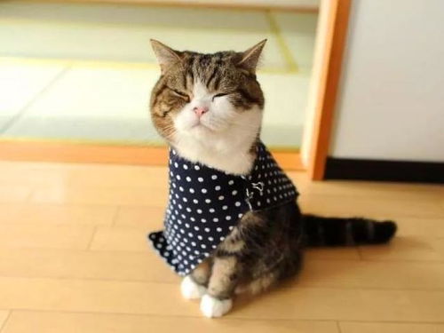 辟谣 猫咪不需要穿衣服保暖,三点告诉你,冬天如何给爱猫保暖