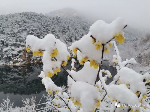 一夜无声风飘雪,白了这座城...