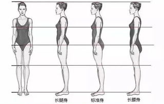 腿长与身高的比例