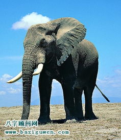 大象对风水有什么意义