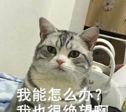 猫咪自己在家会不会孤单呢 要不要再养一只猫陪它