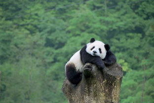 大熊猫在以前是食肉动物还是食草动物 