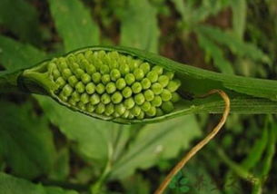 中药材半夏种植技术:套种实现高效益,半夏种植周期与亩产量