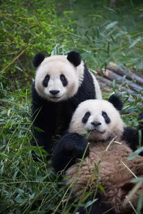 国宝熊猫,超可爱