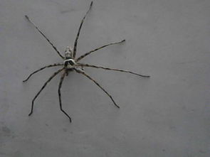 这是什么蜘蛛,在家里发现的 