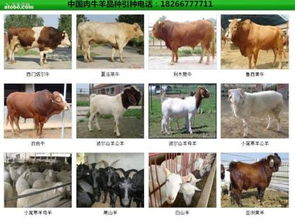 2 12月龄,价格,厂家,供应商,牲畜,嘉祥县航宇牛羊驴养殖场 热卖促销 