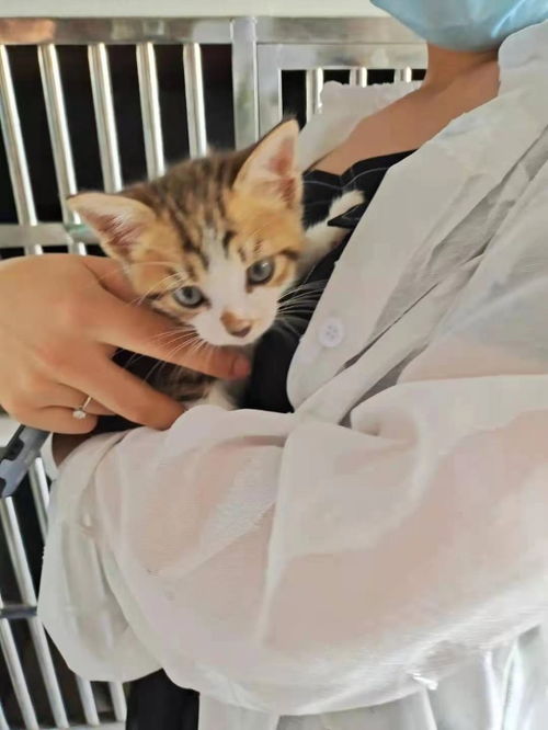 图 宝山区流浪猫收养救助领养中心 上海宠物猫 