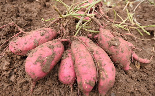白地瓜种植时间和方法,白哈密红薯品种种植技术？