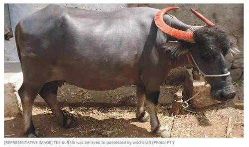 奇葩 印度男子在水牛拒绝被挤奶后报警,称牛被 附身