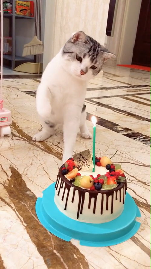 猫咪一岁生日,主人为它做了一个蛋糕,不料这货竟跟蜡烛较起劲了