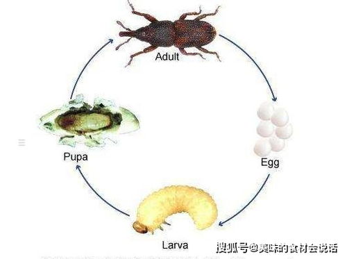 米虫一开始就躲在了米粒里,我们吃的饭中就有虫卵