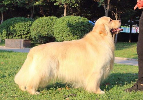 纯种犬 血统犬 赛级犬 冠军犬有啥区别 算是从青铜到王者吧
