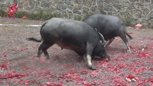 这碰牛,以后一定是个吃肉的了,你们觉得呢 