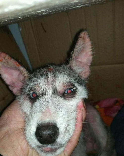 一只面目全非的流浪狗,被网友收养,三个月后才看出来是哈士奇