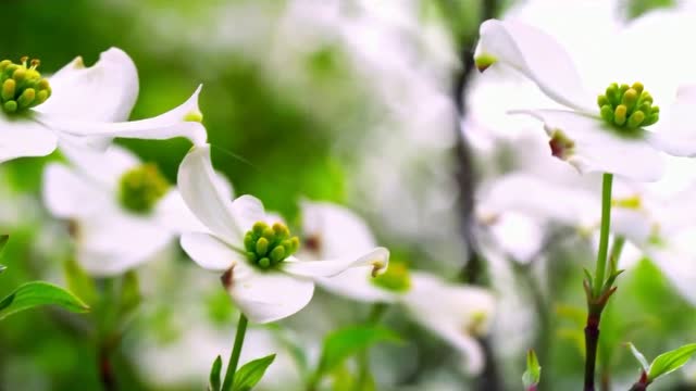 公园中处处都是生长茂盛的花丛,十分优美 