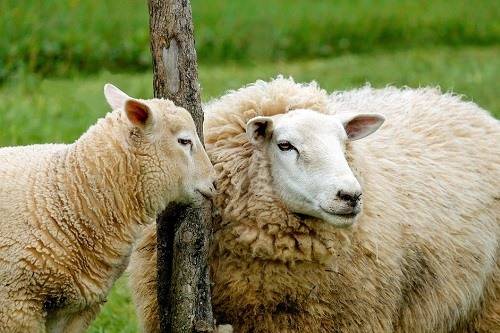 79年属羊人最难熬年龄是几岁,45岁事业落入低谷