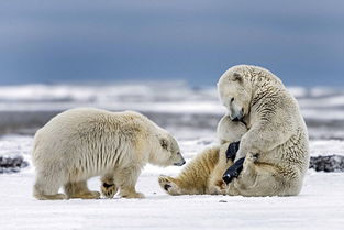 摄影师成功捕捉北极熊雪地玩弄内裤并试图穿上 令人捧腹 