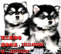 广州阿拉斯加犬 珠三角犬舍出售各种名犬