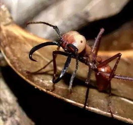 食人蚂蚁被人当成宠物饲养, 这几种宠物蚁, 最便宜的也要5000元 