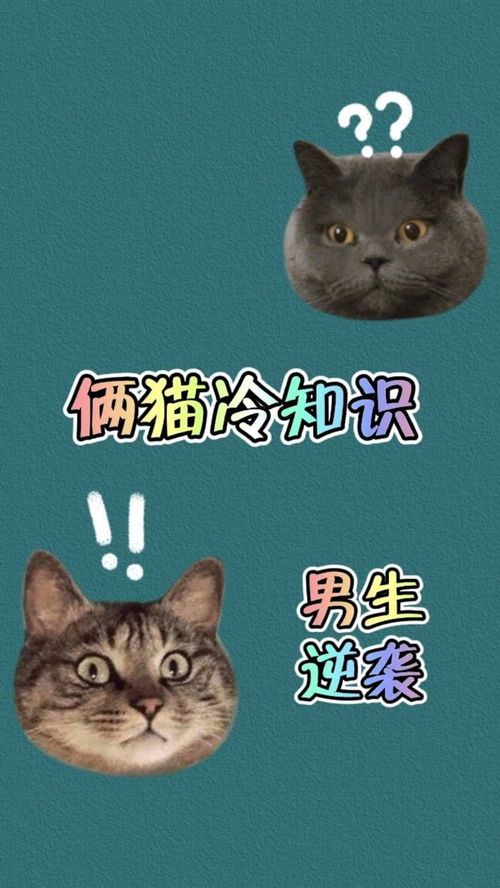 中二喵冷知识？中二的猫(中二r12)